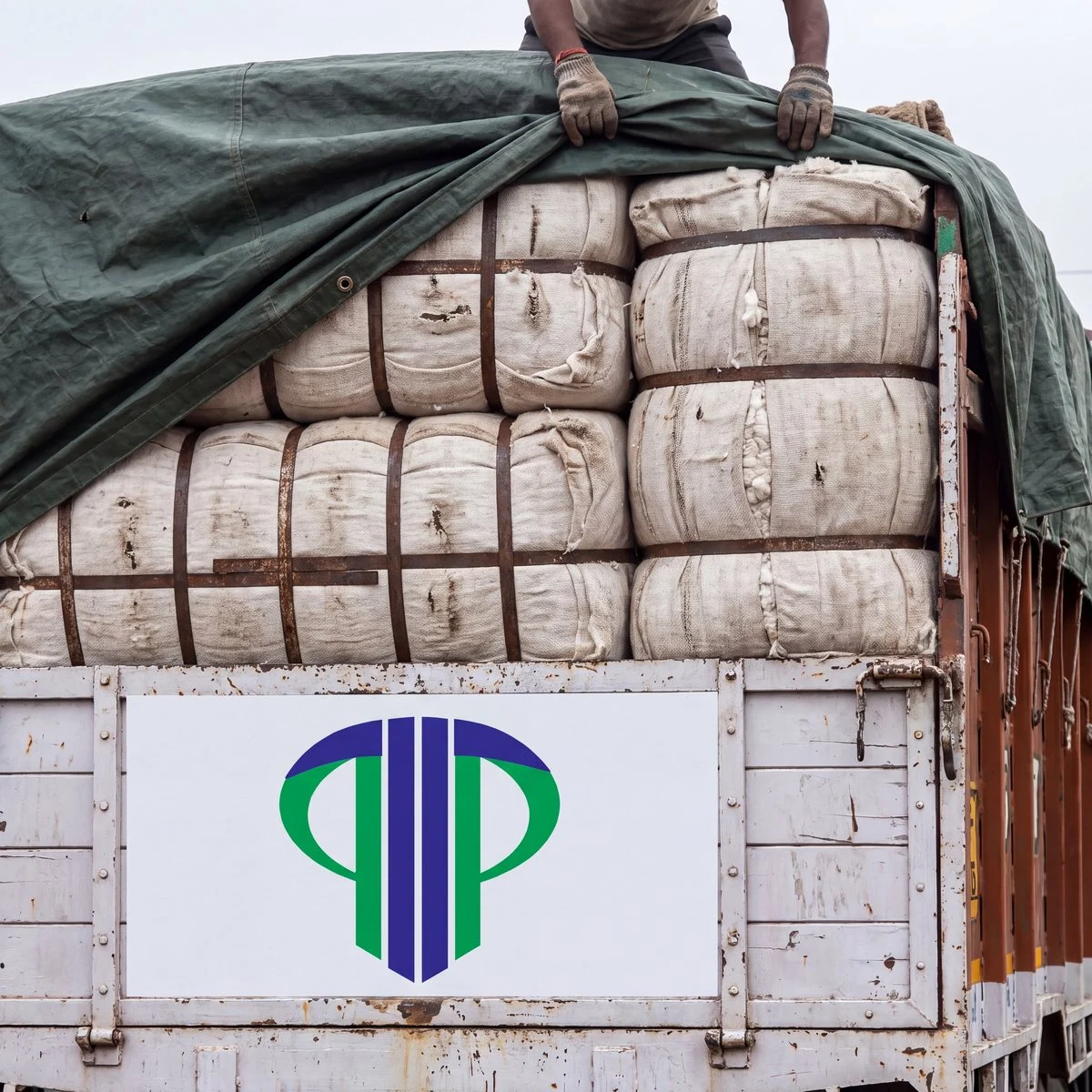 Cotton bales stacked on a truck body, being sheeted with a tarpaulin